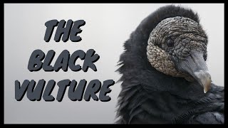 The Black Vulture Everything You Need To Know  Eating SoundCall Behavior Flying Habitat Ect [upl. by Jobey]