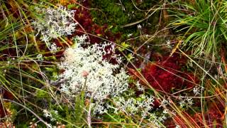 Chapter 1  What is a Bog and Why Should We Conserve it [upl. by Sternberg296]