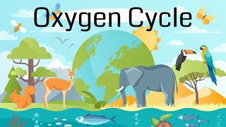 The Oxygen Cycle Explained [upl. by Amik]