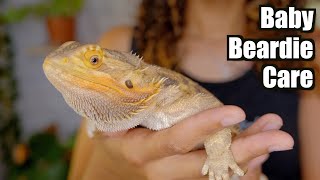 Baby Bearded Dragon Care  Beginner Care Guide 2021 [upl. by Tilly183]