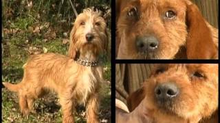 Fawn Brittany Basset Basset Fauve de Bretagne  Pet Dog Documentary English [upl. by Enorel]