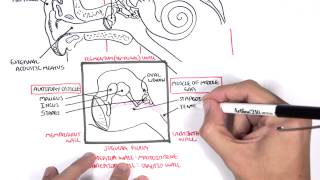 Anatomy  Ear Overview [upl. by Eniron]