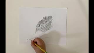 How to Draw a Bearded Dragon [upl. by Dorsy488]