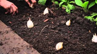 How to plant garlic [upl. by Nahtan]