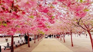 The Most Beautiful Cherry Blossom in the World [upl. by Haldi]