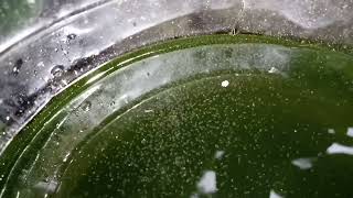 DAPHNIA MOINA CULTURE IN A SMALL BUCKET [upl. by Aehtorod943]