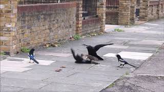 Sparrowhawk attacks jackdaw then gets mobbed [upl. by Cassil599]