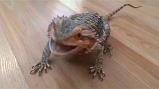 Excited Bearded Dragon does happy dance for blueberries [upl. by Euqinomad247]