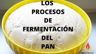 ✅Aprende los 5 PROCESOS BÁSICOS DE FERMENTACIÓN DEL PAN ¡Mejora tus PANES en un 1000🔝🔝🔝 [upl. by Delores]