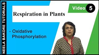 Respiration in Plants  NEET  Oxidative Phosphorylation  Neela Bakore Tutorials [upl. by Kirsti235]