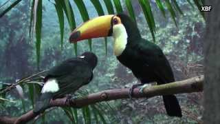 Toco Toucan Ramphastos toco HD [upl. by Weir636]