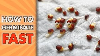 How To Germinate Seeds FAST  Paper Towel Seed GERMINATION Method [upl. by Alliber719]