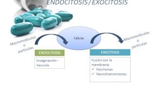 Tema 2 FARMACOCINÉTICA Absorción [upl. by Leahcimnoj]