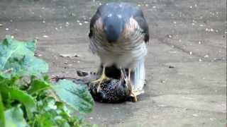 Sparrowhawk plucking live Starling pt1 [upl. by Etoile372]