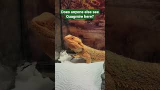 Bearded dragon head bobbing [upl. by Cutty693]