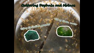 How To Culture Daphnia and Moinas using Green Water Spirulina powder [upl. by Jarrod]