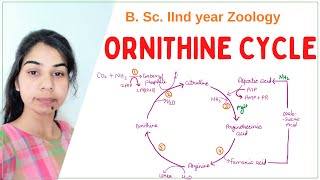 Ornithine cycle  B Sc 2nd year  Zoology [upl. by Milla119]