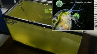 Raising Daphnia for the Freshwater Aquarium [upl. by Rici348]