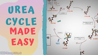 UREA CYCLE MADE EASY 2020  METABOLISMS MADE SIMPLE [upl. by Free]