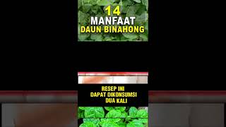 MANFAAT DAUN BINAHONGPart 04 [upl. by Eidod]