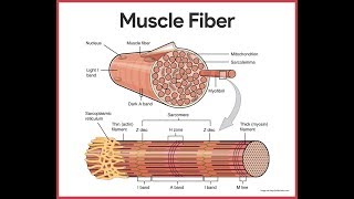 Muscular System Anatomy Review [upl. by Xenos972]