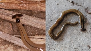 Hammerhead Flatworms Are Gross and Bad [upl. by Ivie452]