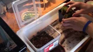 How to Grow Sphagnum Moss quotBefore and Afterquot Part 1 of 3 [upl. by Atiseret]