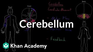 Cerebellum  Organ Systems  MCAT  Khan Academy [upl. by Riggall]