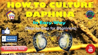 HOW TO CULTURE DAPHNIA In Easy Way [upl. by Ulrica804]