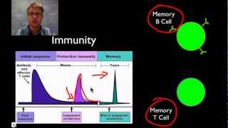 The Immune System [upl. by Elstan]