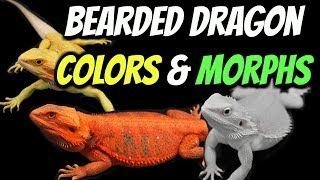 Types of Bearded Dragons  Colors amp Morphs Explained [upl. by Tenahs]