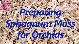 Preparing sphagnum moss for orchids [upl. by Ahsiadal]