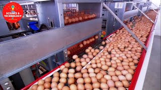 Incredible Largest and HighTech Egg Factory in China and ThailandModern Technology Food Processing [upl. by Sharl]